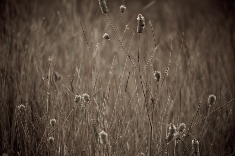 manoj b&w jaisalmer (1 of 1)