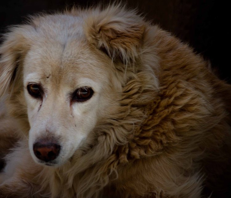 babulal-portrait of a dog
