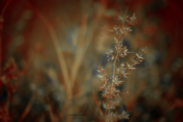 nature lonavala fs-4