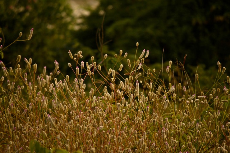 wild flower lonavala fs