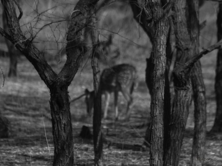 in the background_fs