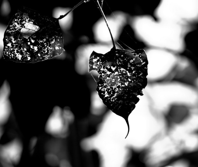 IMG_0171 mono modi fs