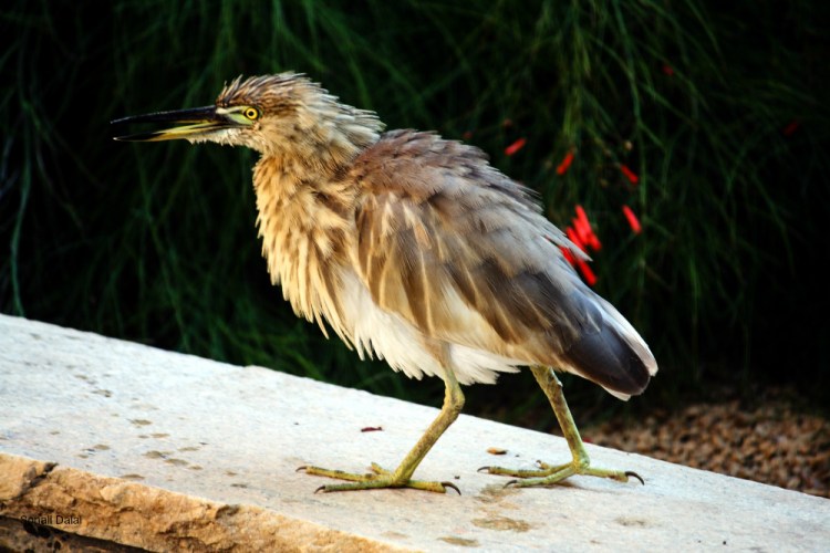 Indian Pond Heron