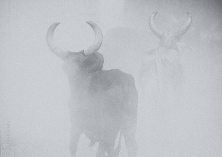 kutch march 2014-1-4