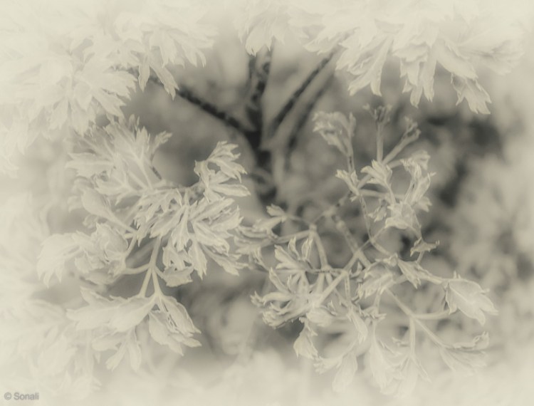 Nature 15082014-1-33