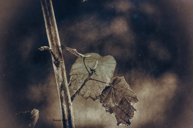 nature leaves-11082014-5