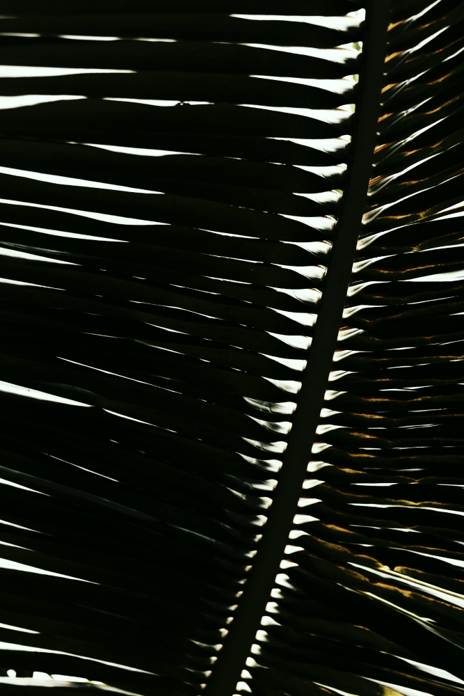 world ofleaf 6 new fs